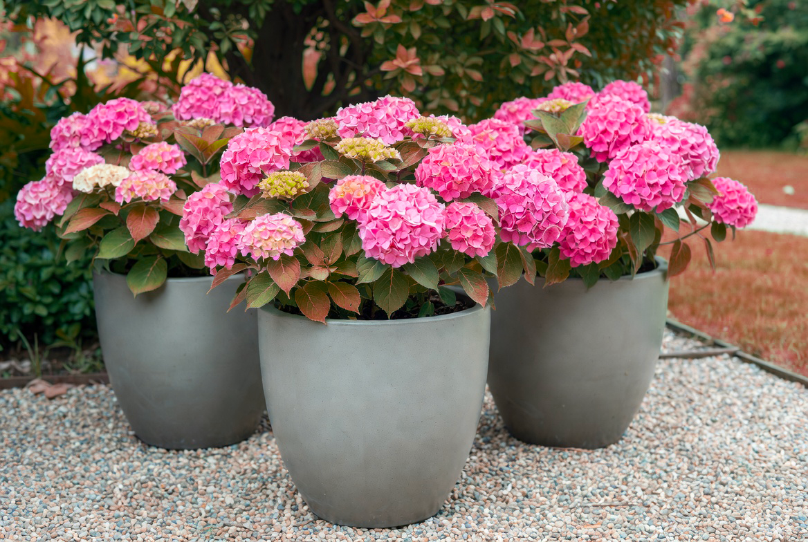 IP-телефония